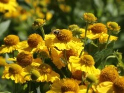 Sonnenbraut 'Sonnenwunder' -Günstiges Erd Seele Geschäft sonnenbraut sonnenwunder m058738 w 4