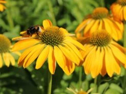 Scheinsonnenhut 'Prairie Blaze Yellow' -Günstiges Erd Seele Geschäft sonnenhut blaze golden yellow m121524 w 0