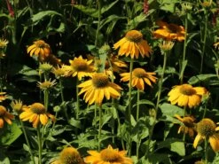 Scheinsonnenhut 'Prairie Blaze Yellow' -Günstiges Erd Seele Geschäft sonnenhut blaze golden yellow m121524 w 1