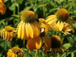 Scheinsonnenhut 'Prairie Blaze Yellow' -Günstiges Erd Seele Geschäft sonnenhut blaze golden yellow m121524 w 2