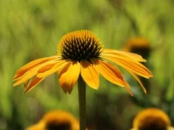 Scheinsonnenhut 'Prairie Blaze Yellow' -Günstiges Erd Seele Geschäft sonnenhut blaze golden yellow m121524 w 3