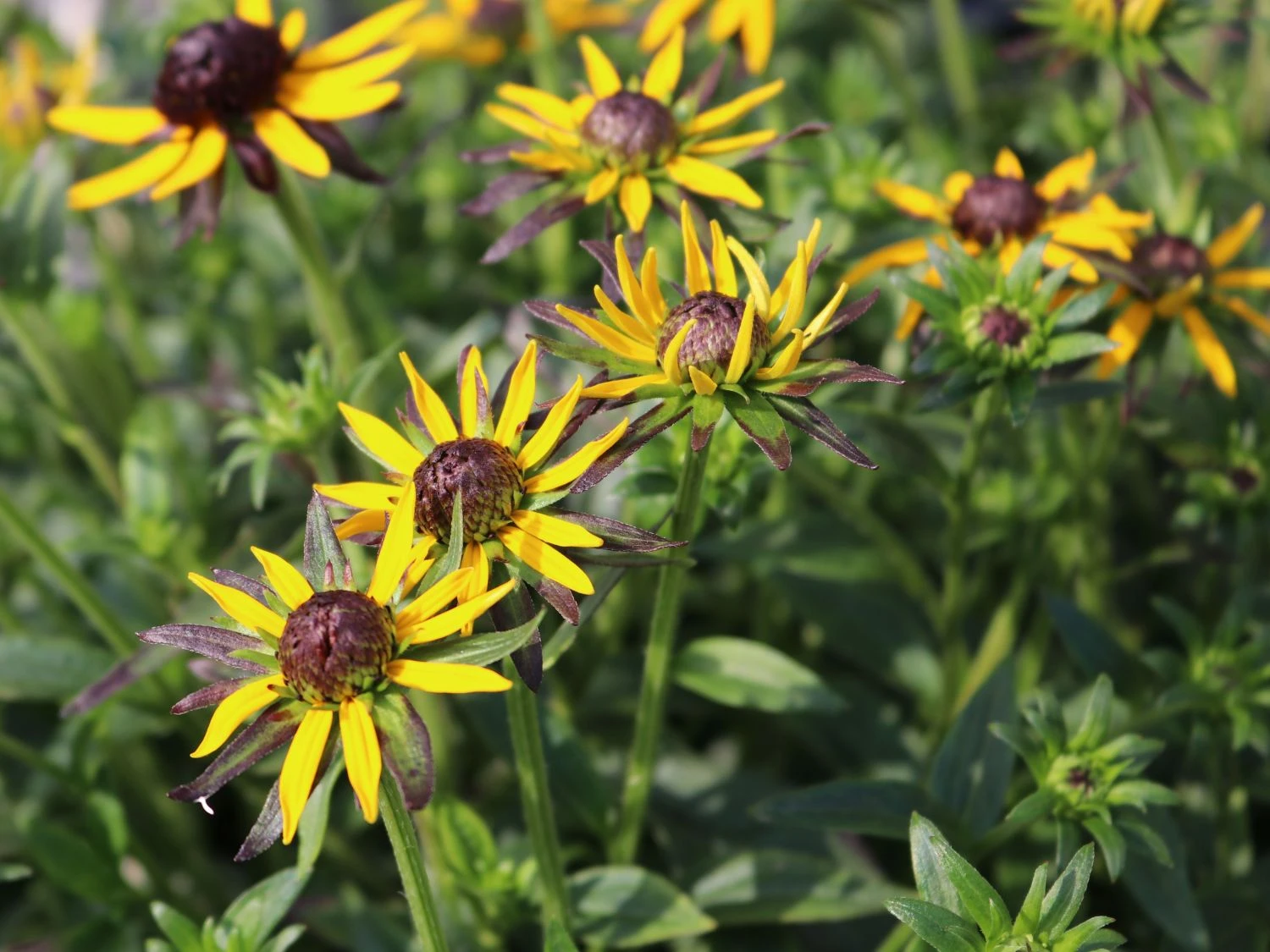 Sonnenhut 'Little Gold Star' ® 8 Sonnenhut 'Little Gold Star' ® – Bild 6