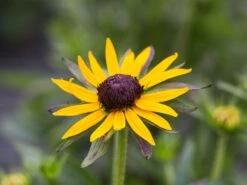 Sonnenhut 'Little Gold Star' ® 17 Sonnenhut 'Little Gold Star' ® -Günstiges Erd Seele Geschäft sonnenhut little gold star m062950 w 0