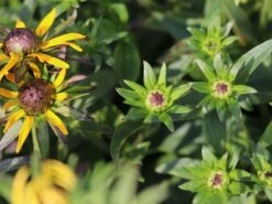 Sonnenhut 'Little Gold Star' ® 18 Sonnenhut 'Little Gold Star' ® -Günstiges Erd Seele Geschäft sonnenhut little gold star m062950 w 1