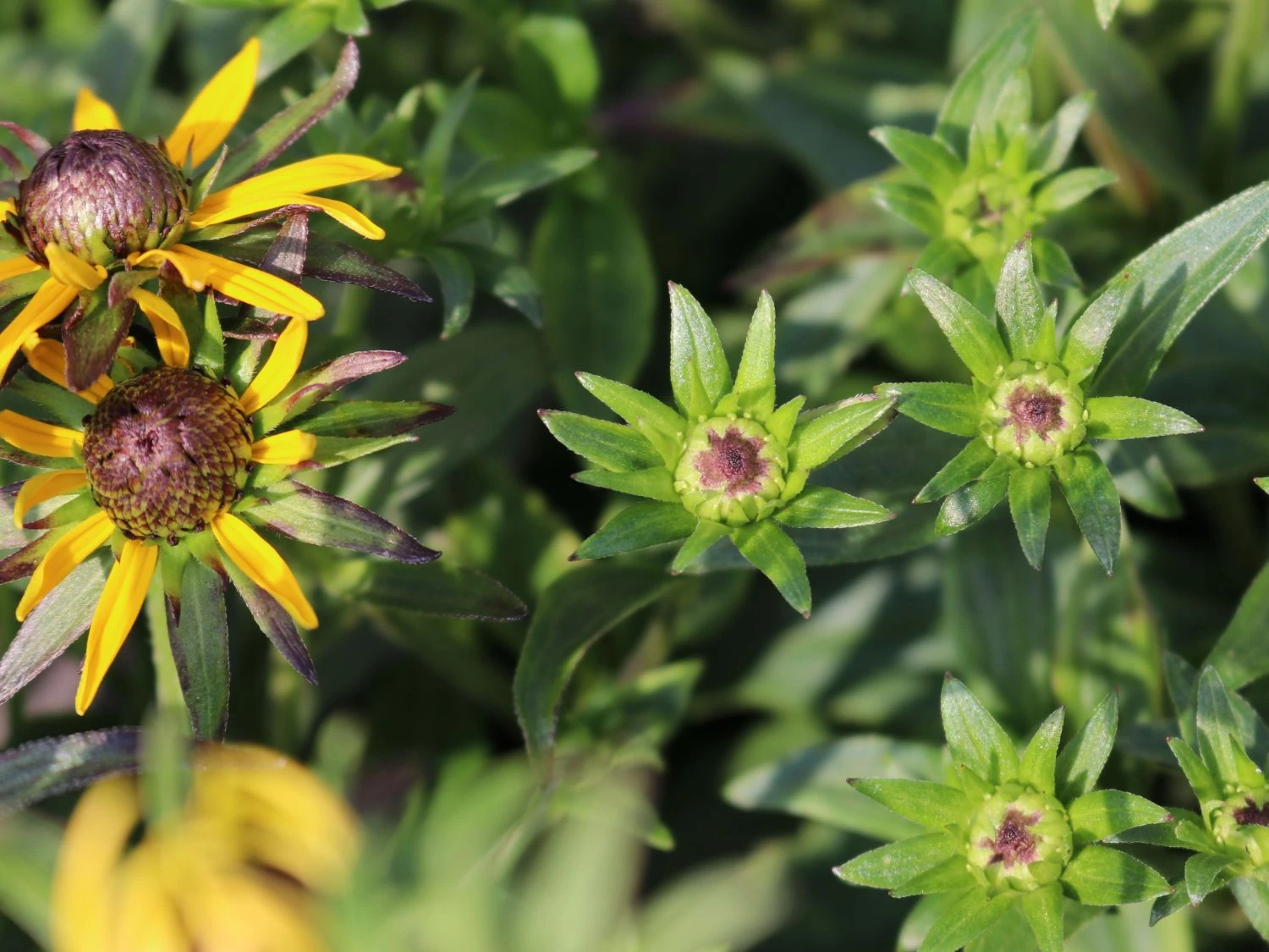 Sonnenhut 'Little Gold Star' ® 7 Sonnenhut 'Little Gold Star' ® – Bild 5