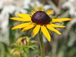 Sonnenhut 'Little Gold Star' ® 16 Sonnenhut 'Little Gold Star' ® -Günstiges Erd Seele Geschäft sonnenhut little gold star m062950 w 2