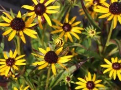 Sonnenhut 'Little Gold Star' ® 23 Sonnenhut 'Little Gold Star' ® -Günstiges Erd Seele Geschäft sonnenhut little gold star m062950 w 3