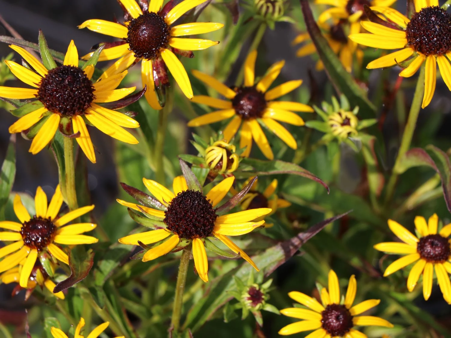 Sonnenhut 'Little Gold Star' ® 12 Sonnenhut 'Little Gold Star' ® – Bild 10