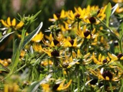 Sonnenhut 'Little Gold Star' ® 15 Sonnenhut 'Little Gold Star' ® -Günstiges Erd Seele Geschäft sonnenhut little gold star m062950 w 5