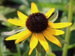 Sonnenhut 'Little Gold Star' ® 25 Sonnenhut 'Little Gold Star' ® -Günstiges Erd Seele Geschäft sonnenhut little gold star m062950 w 6