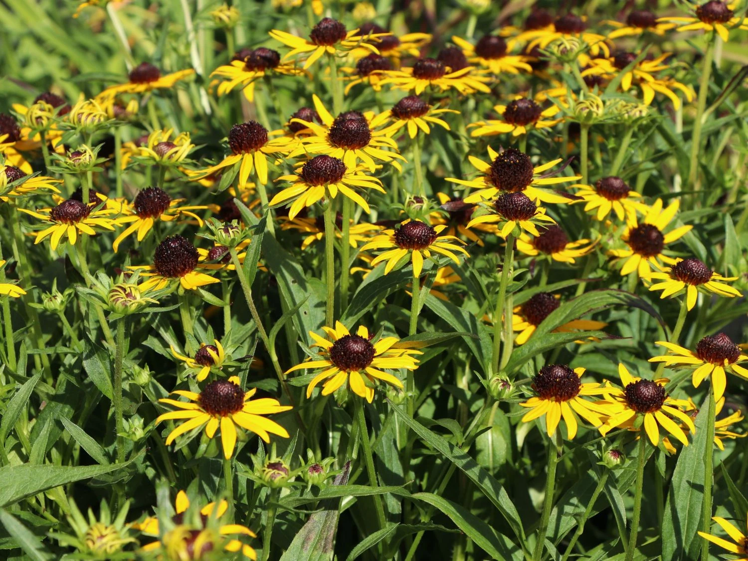 Sonnenhut 'Little Gold Star' ® 9 Sonnenhut 'Little Gold Star' ® – Bild 7