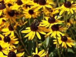 Sonnenhut 'Little Gold Star' ® 22 Sonnenhut 'Little Gold Star' ® -Günstiges Erd Seele Geschäft sonnenhut little gold star m062950 w 8