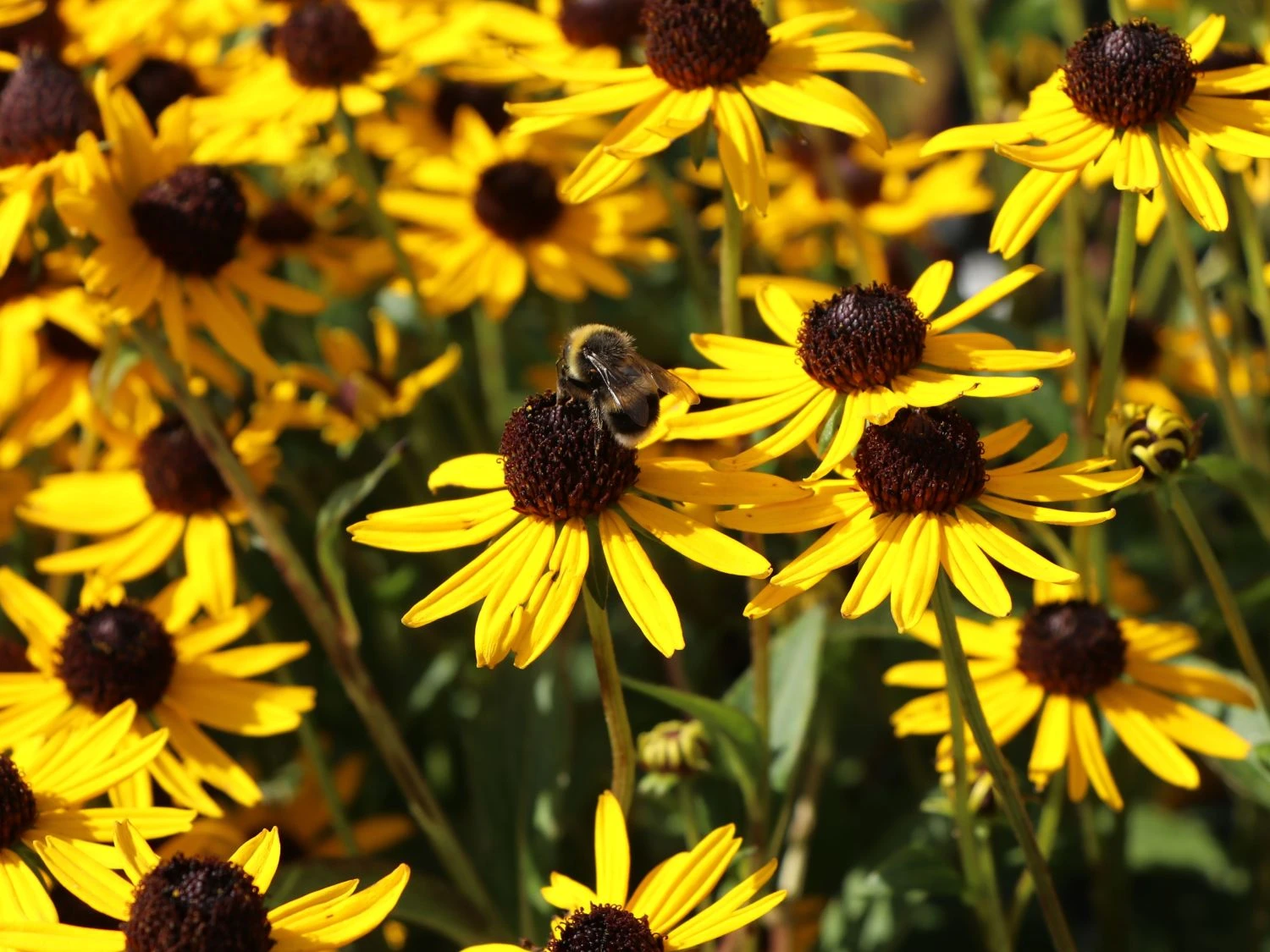 Sonnenhut 'Little Gold Star' ® 11 Sonnenhut 'Little Gold Star' ® – Bild 9