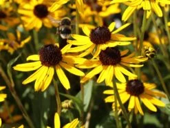 Sonnenhut 'Little Gold Star' ® 21 Sonnenhut 'Little Gold Star' ® -Günstiges Erd Seele Geschäft sonnenhut little gold star m062950 w 9