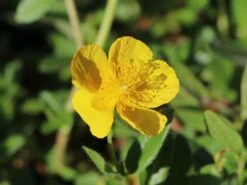 Sonnenröschen 'Sterntaler' -Günstiges Erd Seele Geschäft sonnenroeschen sterntaler m076499 w 0