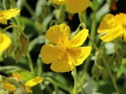 Sonnenröschen 'Sterntaler' -Günstiges Erd Seele Geschäft sonnenroeschen sterntaler m076499 w 1