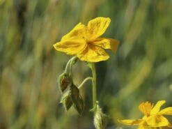 Sonnenröschen 'Sterntaler' -Günstiges Erd Seele Geschäft sonnenroeschen sterntaler m076499 w 2