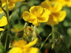 Sonnenröschen 'Sterntaler' -Günstiges Erd Seele Geschäft sonnenroeschen sterntaler m076499 w 3