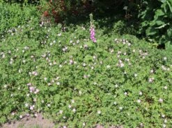 Sproß-Storchschnabel 'Starman' -Günstiges Erd Seele Geschäft spross storchschnabel starman m062141 w 0