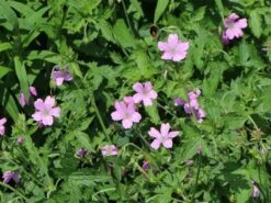 Sproß-Storchschnabel 'Starman' -Günstiges Erd Seele Geschäft spross storchschnabel starman m062141 w 2