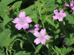Sproß-Storchschnabel 'Starman' -Günstiges Erd Seele Geschäft spross storchschnabel starman m062141 w 3