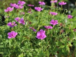 Sproß-Storchschnabel 'Starman' -Günstiges Erd Seele Geschäft spross storchschnabel starman m062141 w 4