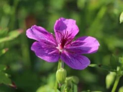 Sproß-Storchschnabel 'Starman' -Günstiges Erd Seele Geschäft spross storchschnabel starman m062141 w 5