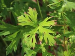 Sproß-Storchschnabel 'Starman' -Günstiges Erd Seele Geschäft spross storchschnabel starman m062141 w 6