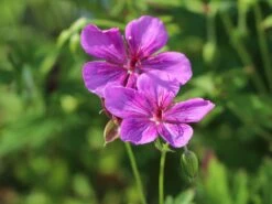 Sproß-Storchschnabel 'Starman' -Günstiges Erd Seele Geschäft spross storchschnabel starman m062141 w 7