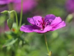 Sproß-Storchschnabel 'Starman' -Günstiges Erd Seele Geschäft spross storchschnabel starman m062141 w 8