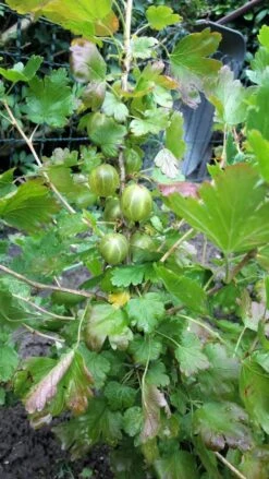 Stachelbeere 'Hinnonmäki Gelb' -Günstiges Erd Seele Geschäft stachelbeere hinnonmaeki gelb m002500 718179 0