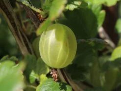 Stachelbeere 'Hinnonmäki Gelb' -Günstiges Erd Seele Geschäft stachelbeere hinnonmaeki gelb m002500 w 2