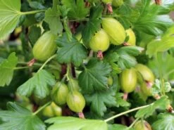 Stachelbeere 'Invicta' Hellgrün -Günstiges Erd Seele Geschäft stachelbeere invicta hellgruen m002504 w 0