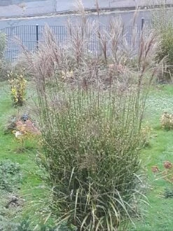 Stachelschweingras / Zebraschilf 'Strictus' -Günstiges Erd Seele Geschäft stachelschweingras zebraschilf strictus m009063 1058284 0