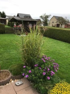 Stachelschweingras / Zebraschilf 'Strictus' -Günstiges Erd Seele Geschäft stachelschweingras zebraschilf strictus m009063 193676 0