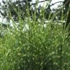 Stachelschweingras / Zebraschilf 'Strictus' -Günstiges Erd Seele Geschäft stachelschweingras zebraschilf strictus m009063 h 0