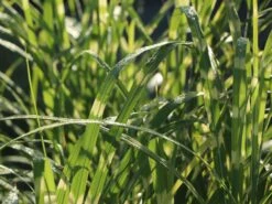 Stachelschweingras / Zebraschilf 'Strictus' -Günstiges Erd Seele Geschäft stachelschweingras zebraschilf strictus m009063 w 1
