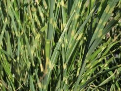 Stachelschweingras / Zebraschilf 'Strictus' -Günstiges Erd Seele Geschäft stachelschweingras zebraschilf strictus m009063 w 2