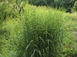 Stachelschweingras / Zebraschilf 'Strictus' -Günstiges Erd Seele Geschäft stachelschweingras zebraschilf strictus m009063 w 3