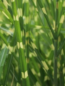 Stachelschweingras / Zebraschilf 'Strictus' -Günstiges Erd Seele Geschäft stachelschweingras zebraschilf strictus m009063 w 4