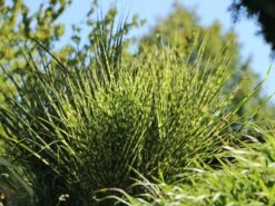 Stachelschweingras / Zebraschilf 'Strictus' -Günstiges Erd Seele Geschäft stachelschweingras zebraschilf strictus m009063 w 6