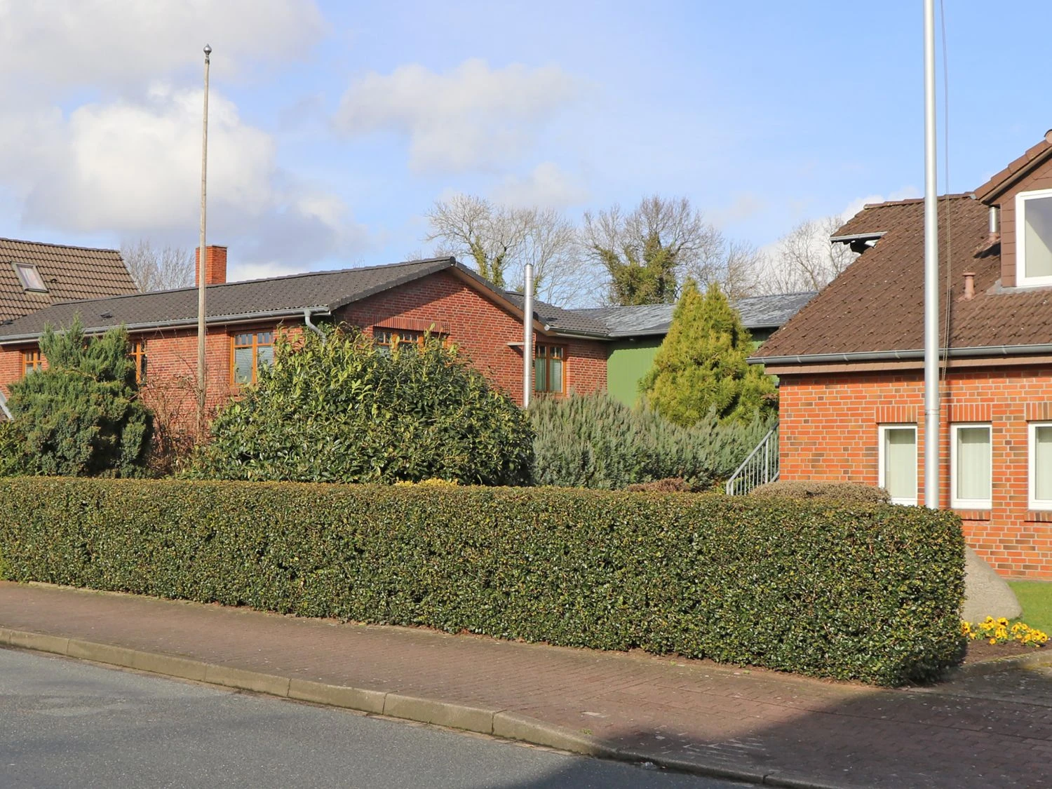 Stechpalme 'Blue Prince' ® 7 Stechpalme 'Blue Prince' ® – Bild 5