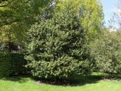 Stechpalme 'Blue Prince' ® 19 Stechpalme 'Blue Prince' ® -Günstiges Erd Seele Geschäft stechpalme blue prince m002456 w 1