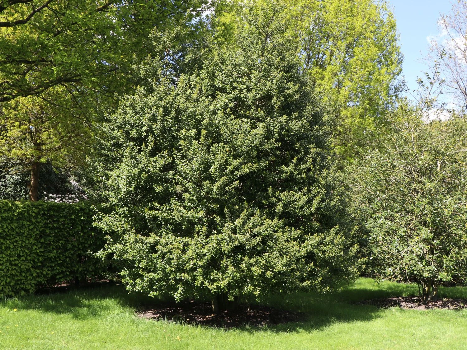 Stechpalme 'Blue Prince' ® 8 Stechpalme 'Blue Prince' ® – Bild 6