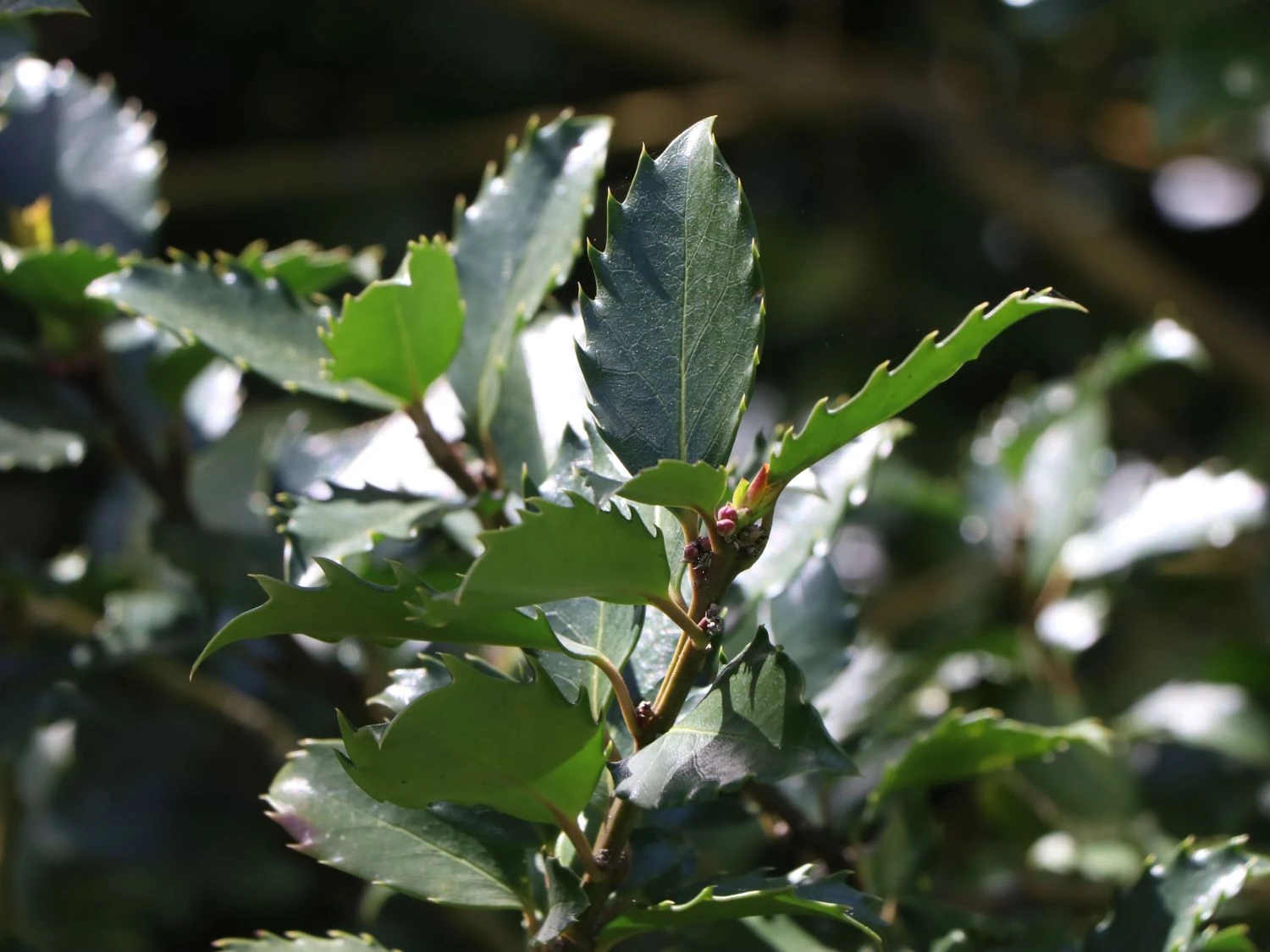 Stechpalme 'Blue Prince' ® 6 Stechpalme 'Blue Prince' ® – Bild 4