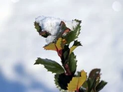 Stechpalme 'Blue Prince' ® 25 Stechpalme 'Blue Prince' ® -Günstiges Erd Seele Geschäft stechpalme blue prince m002456 w 4