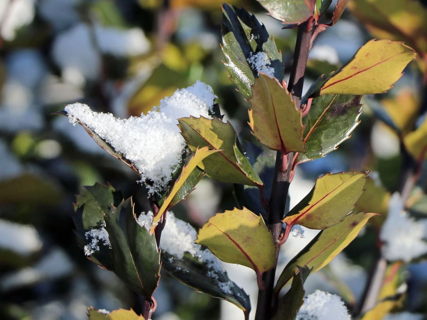 Stechpalme 'Blue Prince' ® 4 Stechpalme 'Blue Prince' ® – Bild 2