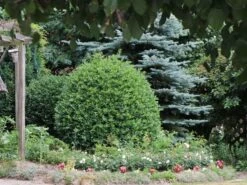 Stechpalme 'Blue Prince' ® 20 Stechpalme 'Blue Prince' ® -Günstiges Erd Seele Geschäft stechpalme blue prince m002456 w 6