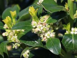 Stechpalme 'Heckenfee' -Günstiges Erd Seele Geschäft stechpalme heckenfee m006392 w 1