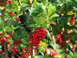 Stechpalme 'Heckenfee' -Günstiges Erd Seele Geschäft stechpalme heckenfee m006392 w 2